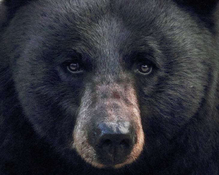 NJ Fish & Wildlife warn about bears